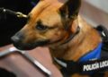 Alcalá desplegará su unidad canina en colegios, parques y zonas sensibles al menudeo de drogas