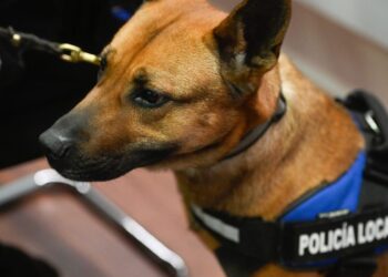 Alcalá desplegará su unidad canina en colegios, parques y zonas sensibles al menudeo de drogas