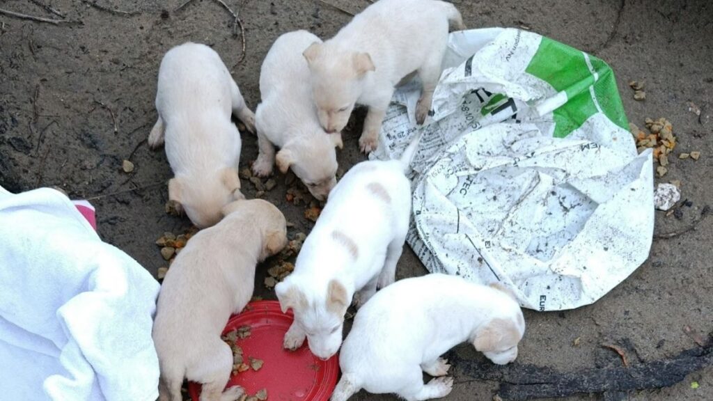 cachorros abandonados