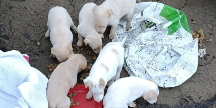 Hallan seis cachorros abandonados dentro de una bolsa de plástico junto al río en Alcalá de Henares 1 Imagen: Amigos de Alcalá de Henares