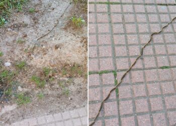 Vecinos de Iviasa alertan de la presencia de oruga procesionaria junto a la avenida de Daganzo