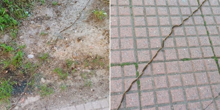 oruga procesionaria iviasa