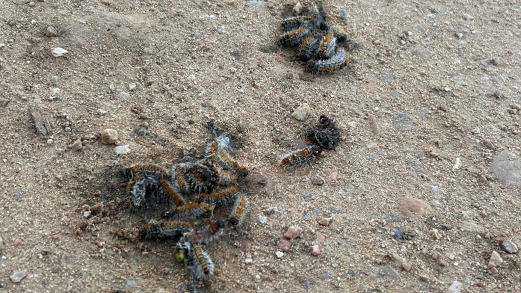 oruga procesionaria quemada