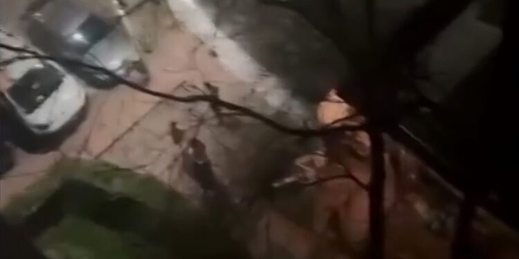 Imagen del vídeo difundido por Telemadrid