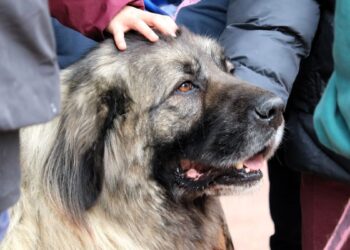 El colegio Ernest Hemingway acoge una jornada sobre adopción y cuidado responsable de animales para alumnos de 4º de Primaria