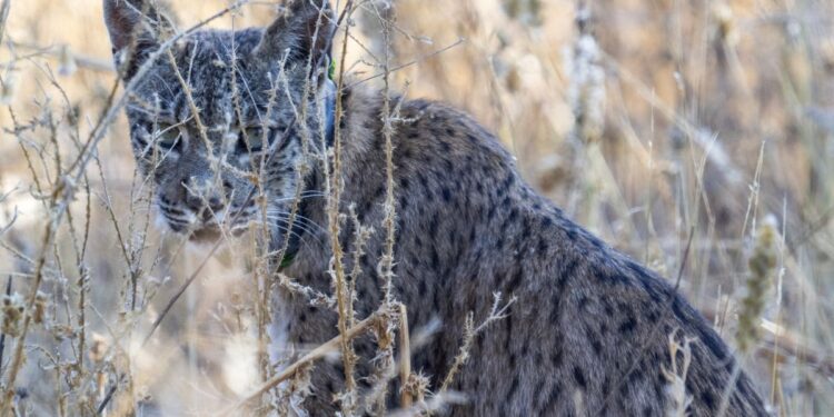 Una campaña reclama medidas urgentes para proteger al único lince ibérico asentado en la cuenca del Henares 1 uraclio