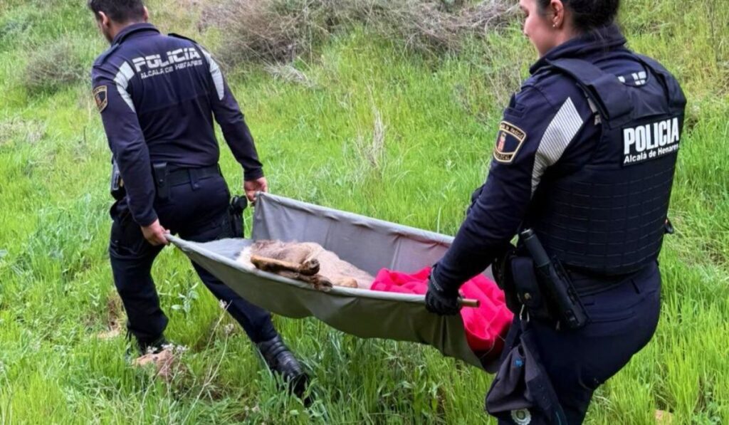 Corzo herido