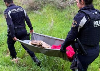 La Policía Local de Alcalá rescata un corzo herido en el Parque de los Cerros tras un aviso vecinal