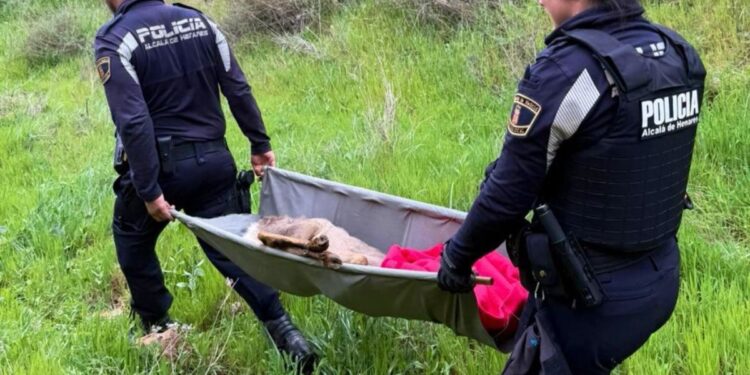 Fuente: Ayto Alcalá de Henares