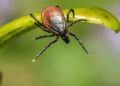 Consejos para prevenir picaduras de garrapatas en personas y mascotas durante las salidas al campo