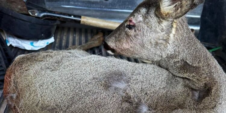 Fuente: Ayto Alcalá de Henares