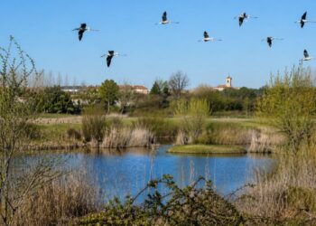 Un taller infantil sobre aves migratorias acerca la biodiversidad local el 9 de mayo en la Casita O’Donnell