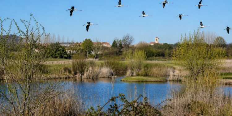 aves migratorias