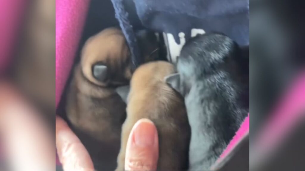Tres cachorros recién nacidos aparecen abandonados en un parque de Alcalá de Henares 1 cachorros abandonados cordon umbilical