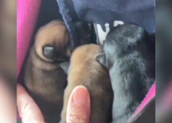 Tres cachorros recién nacidos aparecen abandonados en un parque de Alcalá de Henares