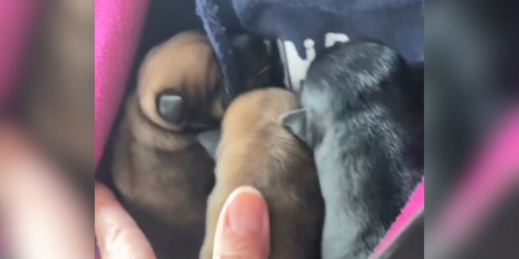 Tres cachorros recién nacidos aparecen abandonados en un parque de Alcalá de Henares 1 cachorros abandonados cordon umbilical