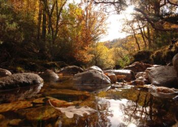 Se inicia la reforma de la Ley Forestal para reforzar la prevención de incendios y actualizar la gestión de los montes