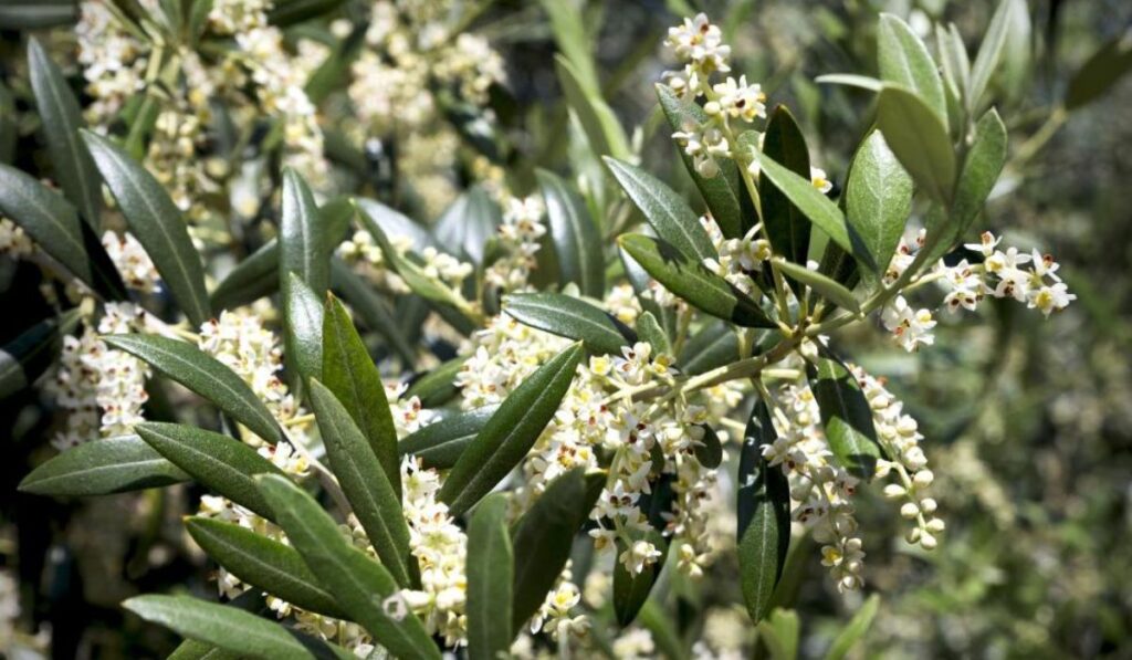 Alcalá registra niveles altos de polen de gramíneas y olivo este 20 y 21 de mayo 1 Flor de olivo