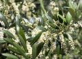 Alcalá registra niveles altos de polen de gramíneas y olivo este 20 y 21 de mayo