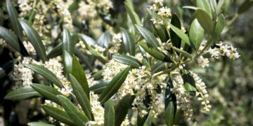 Alcalá registra niveles altos de polen de gramíneas y olivo este 20 y 21 de mayo