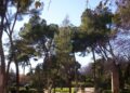 Alcalá renovará 14 parques con más arbolado, zonas infantiles, caminos accesibles y nuevos espacios verdes