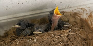 El calor extremo amenaza a las aves urbanas durante la época de cría y dispara el riesgo en los nidos