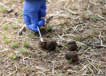 Alcalá redobla los controles de ADN canino para identificar excrementos abandonados en la vía pública