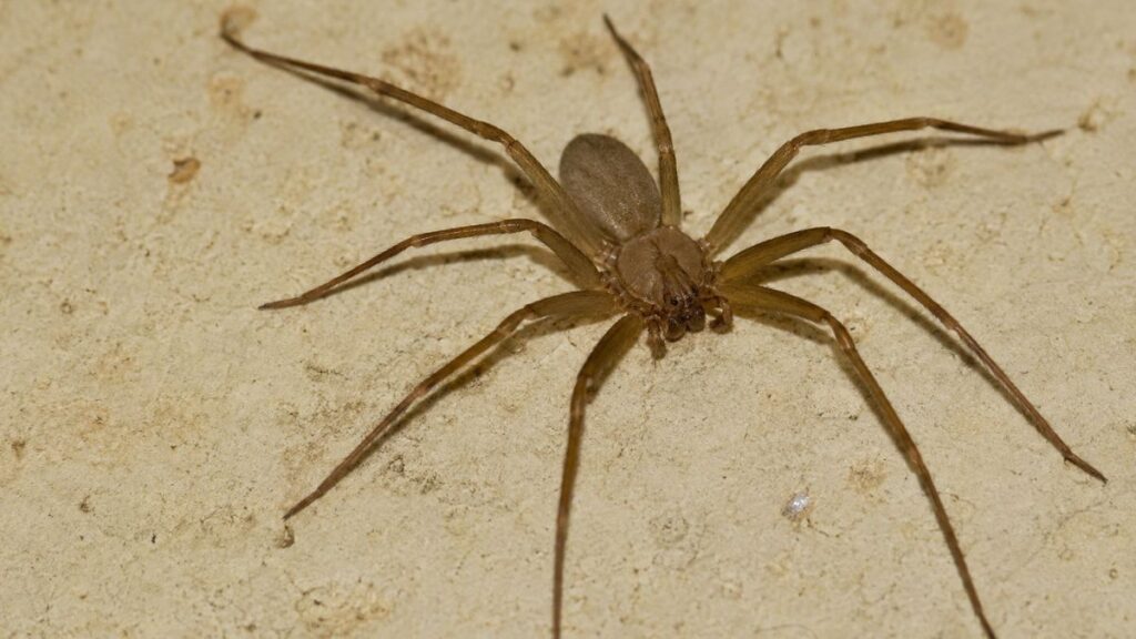 Araña violinista en España: cómo reconocerla, dónde aparece en casa y cuál es el riesgo real 1 arana violinista