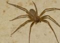 Araña violinista en España: cómo reconocerla, dónde aparece en casa y cuál es el riesgo real