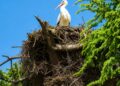Cigüeñas y cotorras conviven en una llamativa escena de naturaleza urbana en Alcalá de Henares