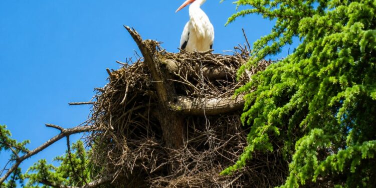 Foto: Plataforma de ayuda a las aves de Alcalá de Henares