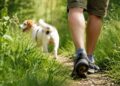 Garrapatas en parques y zonas verdes: cómo prevenir picaduras y actuar si aparecen