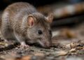 La Comunidad de Madrid difunde recomendaciones sobre el hantavirus tras el traslado de los españoles del Hondius