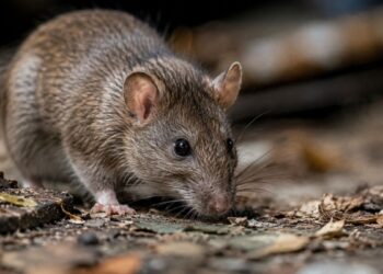 La Comunidad de Madrid difunde recomendaciones sobre el hantavirus tras el traslado de los españoles del Hondius