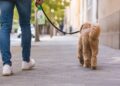 El Ayuntamiento recuerda la obligación de limpiar con agua las micciones de los perros en la vía pública
