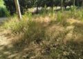 La maleza seca en zonas verdes de Alcalá eleva la importancia del desbroce ante el riesgo de incendio