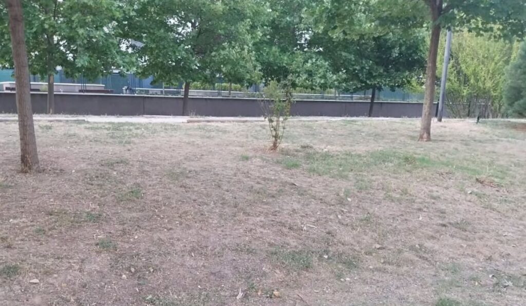 Preocupación vecinal por el deterioro del césped y el arbolado en la avenida Gustavo Adolfo Bécquer en Espartales 1 Terreno Espartales