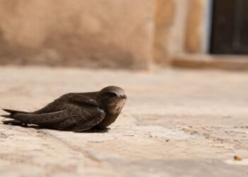 Qué hacer si encuentras un pollito en el suelo durante los días de calor