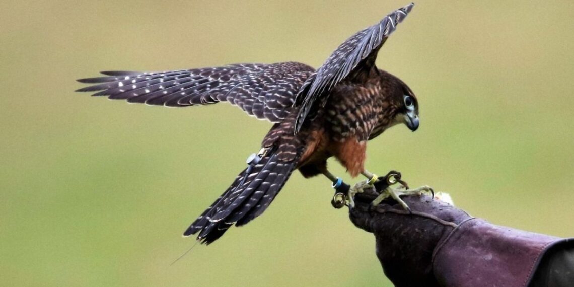 La nueva Ley de Caza y Pesca ordenará los cotos, las licencias digitales y el control de fauna 1 Fuente: Comunidad de Madrid