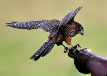 La nueva Ley de Caza y Pesca ordenará los cotos, las licencias digitales y el control de fauna