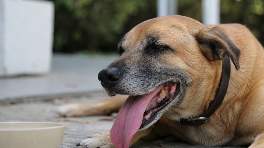 El calor también pone en riesgo a los perros: las señales que no conviene ignorar este verano 1 perro calor