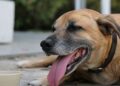 El calor también pone en riesgo a los perros: las señales que no conviene ignorar este verano