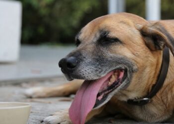 El calor también pone en riesgo a los perros: las señales que no conviene ignorar este verano 3 El calor también pone en riesgo a los perros: las señales que no conviene ignorar este verano