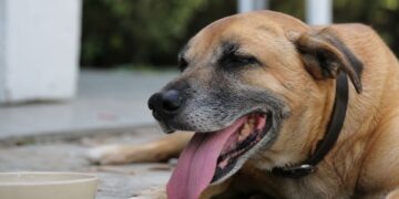 El calor también pone en riesgo a los perros: las señales que no conviene ignorar este verano