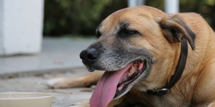 El calor también pone en riesgo a los perros: las señales que no conviene ignorar este verano 1 perro calor