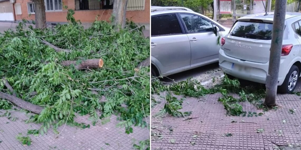 Grandes ramas caen sobre tres coches en la avenida Reyes Católicos durante la madrugada 1 ramas reyes catolicos