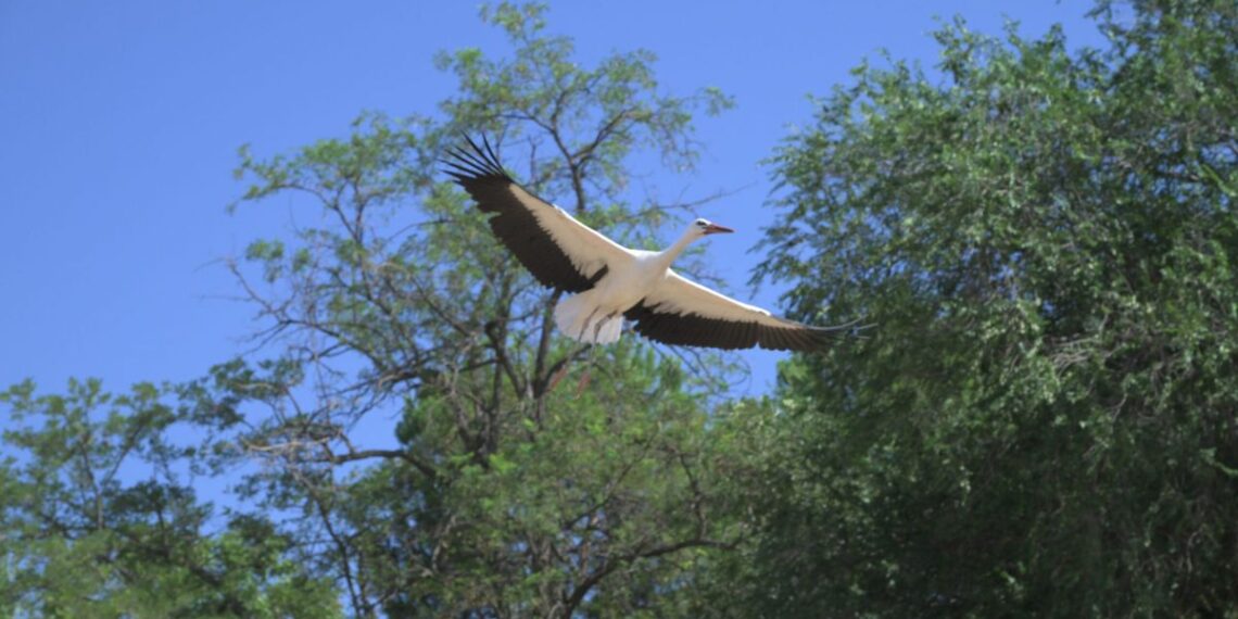 Veinte cigoñinos recuperados por GREFA vuelven a volar desde la Huerta del Obispo de Alcalá 1 Foto: Ayuntamiento de Alcalá