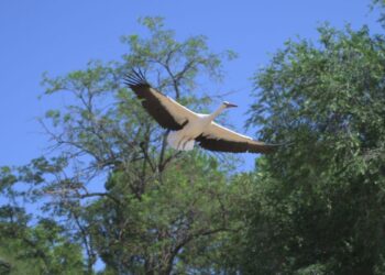 Veinte cigoñinos recuperados por GREFA vuelven a volar desde la Huerta del Obispo de Alcalá 2 Veinte cigoñinos recuperados por GREFA vuelven a volar desde la Huerta del Obispo de Alcalá