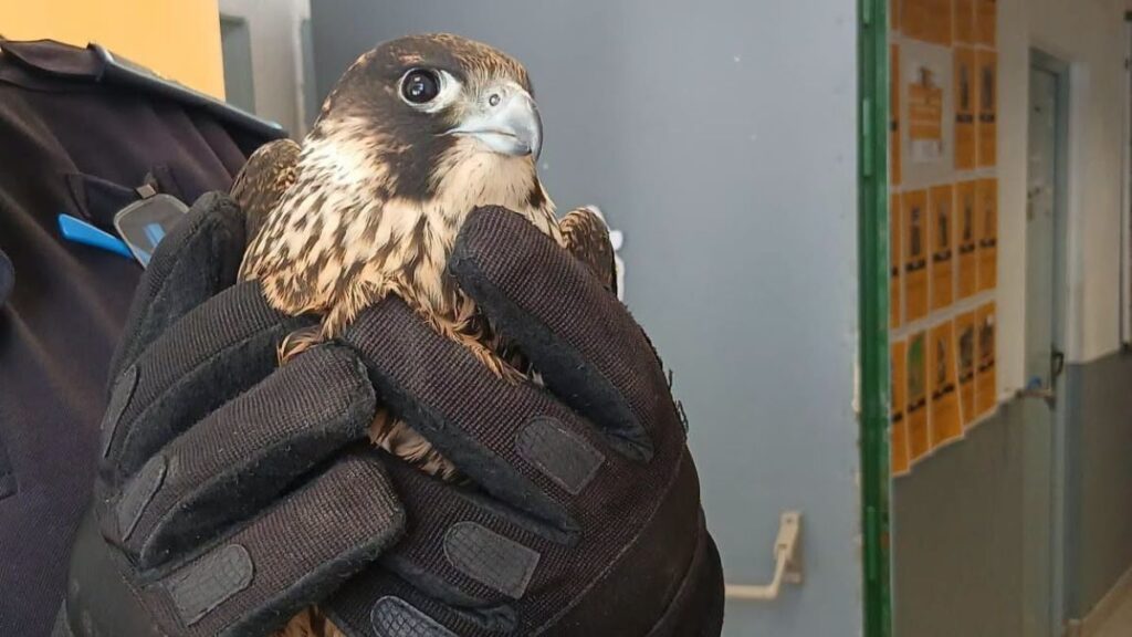 halcon