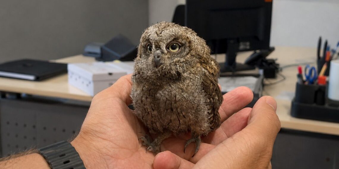 Un mochuelo herido tras el ataque de una urraca es rescatado por un vecino y la Policía Local en Alcalá 1 mochuelo